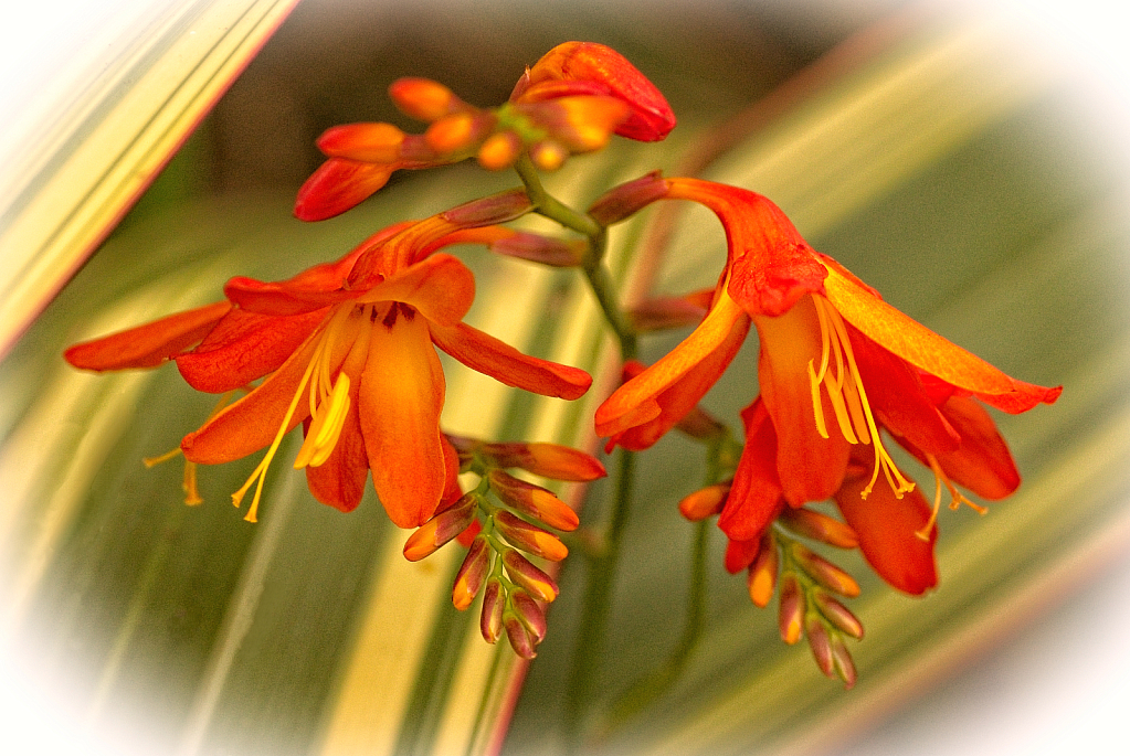 Orange Crocosmia