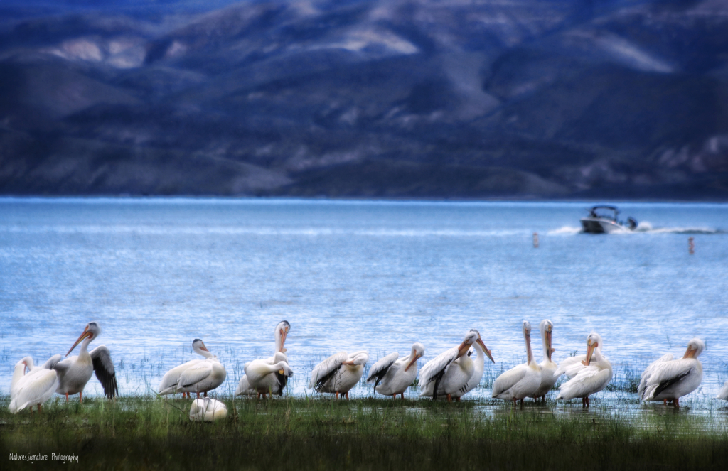 ~ Pelican Meeting ~ - ID: 16073320 © Trudy L. Smuin