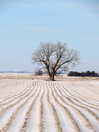 Leading Lines To The Tree