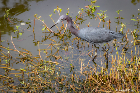 Little Blue Heron