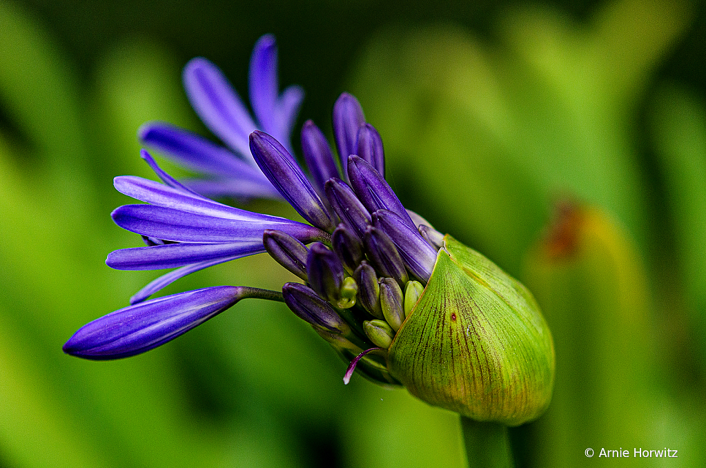 Purple out of Green