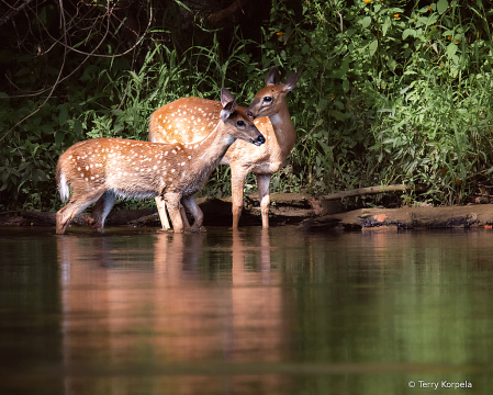 Two Young White-tail Deer