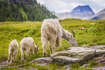 Mountain Goats