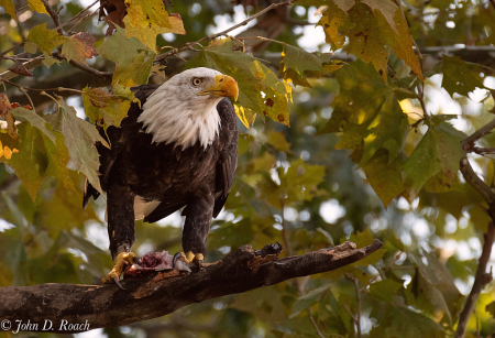 Eagle Eating in a Tree