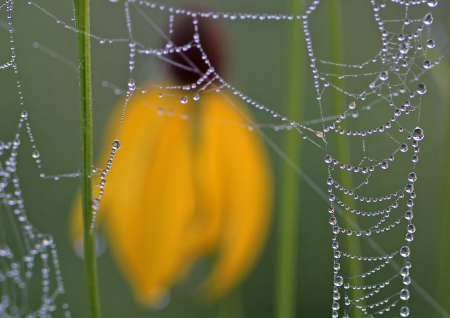 Web Droplets Reflecting Wildflower