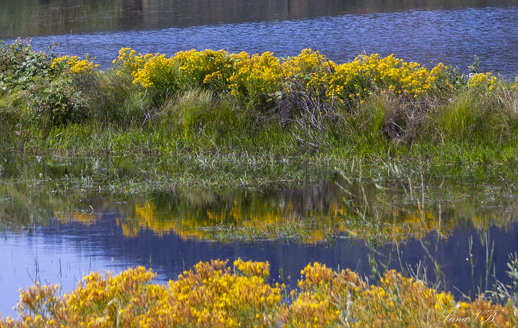 Lana Joy's picture at lake near Langtry