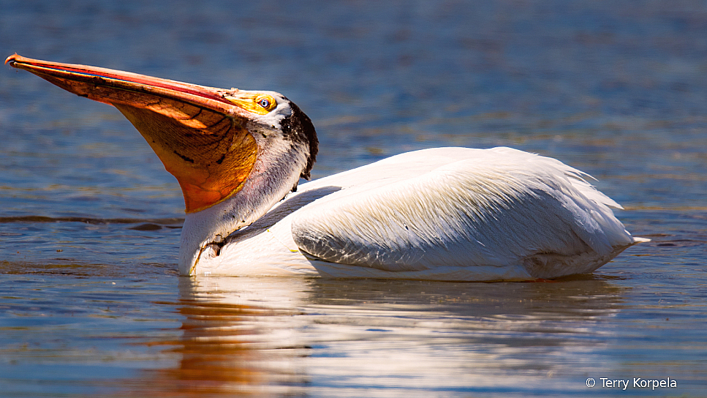 American White Pelican