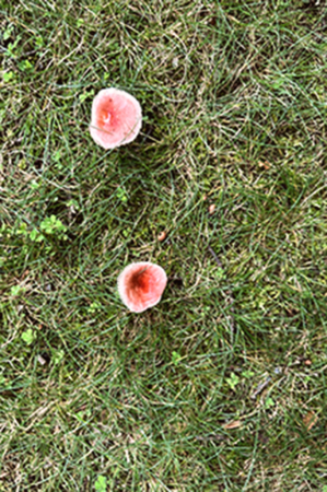 Two Pink andWwhite Mushrooms