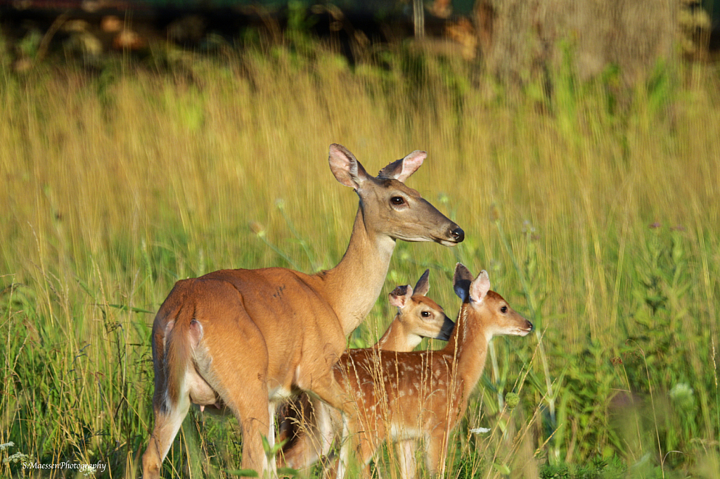 Momma and babies