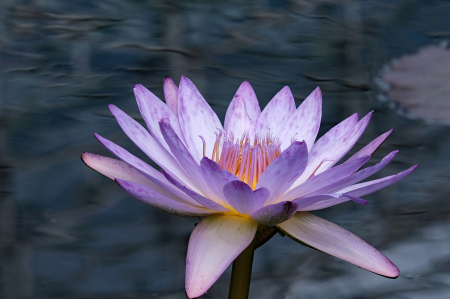 Waterlily