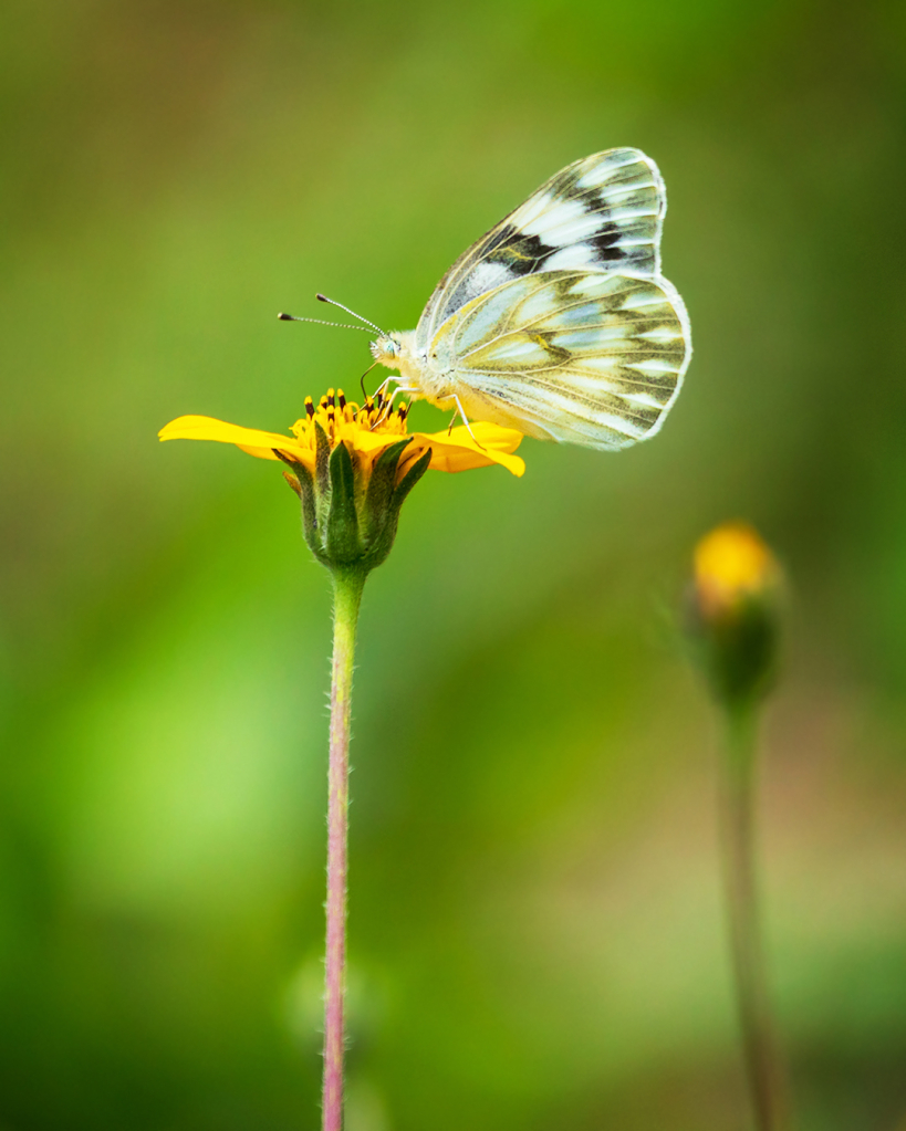 The Pollinator 