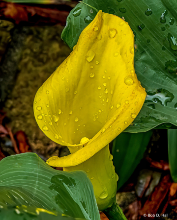 Alone In The Rain