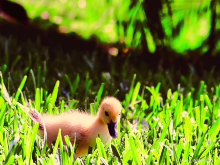 Duckling