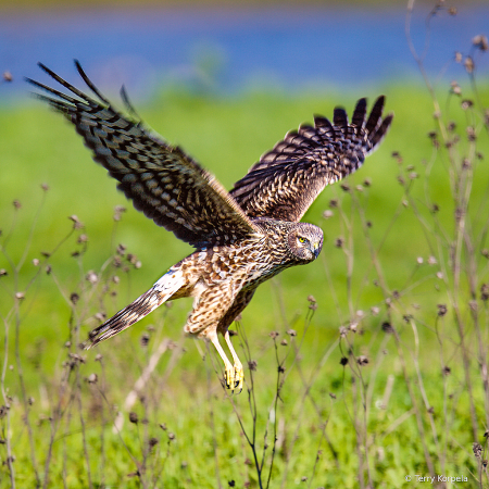 Northern Harrier (female)