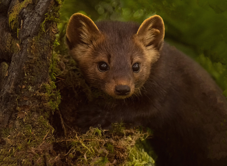 Weasel Baby