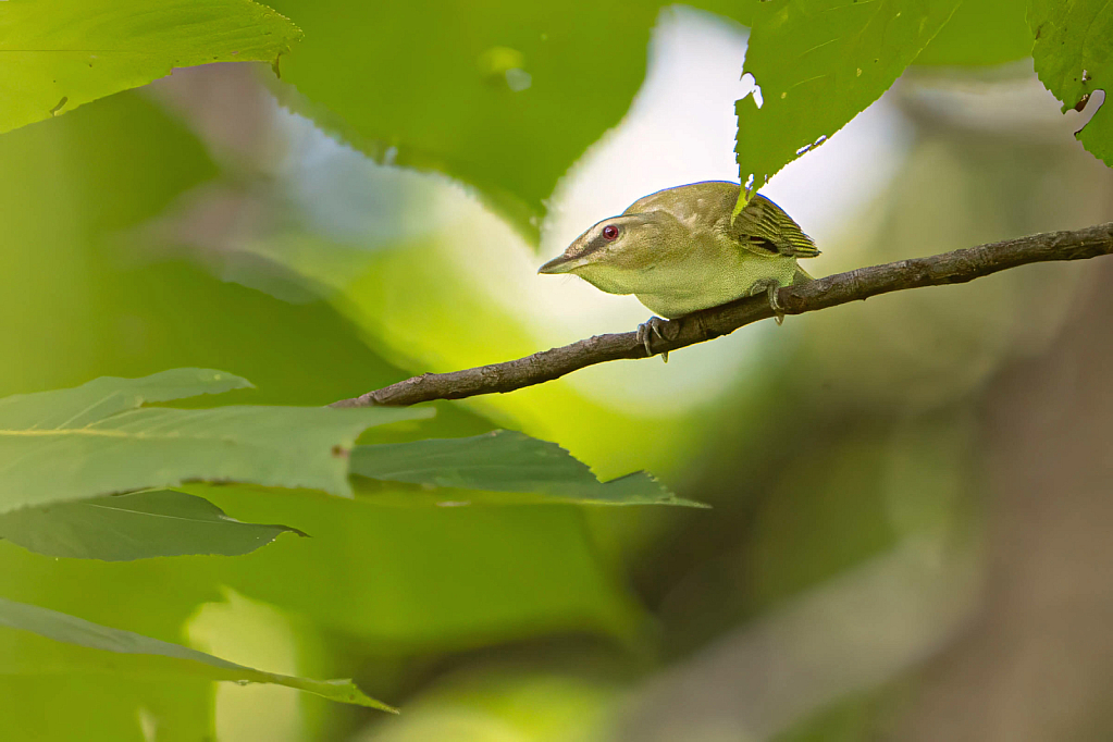 Red Eyed Vireo Peeking Through the Leaves