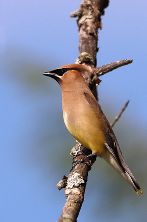 Cedar Waxwing