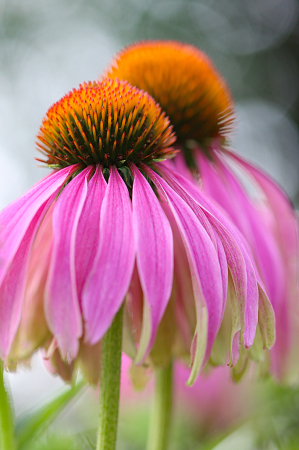 Pair of Coneflowers