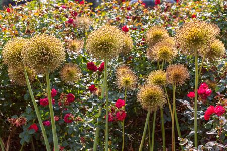 Allium & Rose