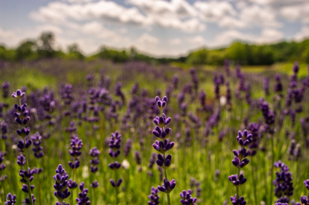 Lavender Flowers