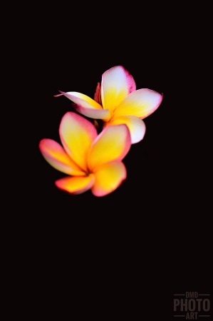 ~ ~ PLUMERIA AT NIGHT ~ ~ 