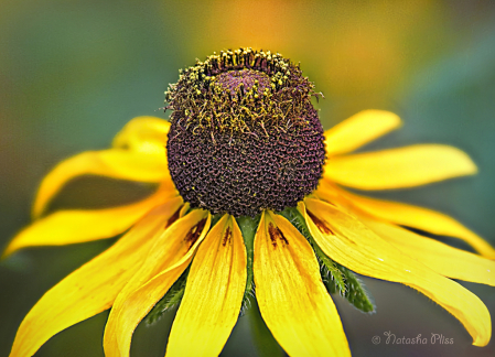 Crowned Susan