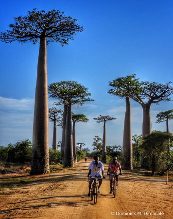 ~ ~ BIKING THRU THE BAOBABS ~ ~ 