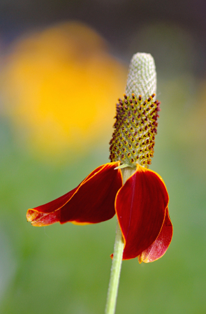 Prairie Wildflower