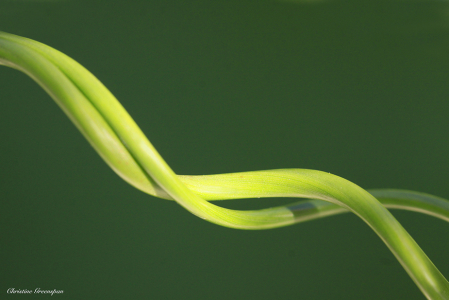 Curly Grass