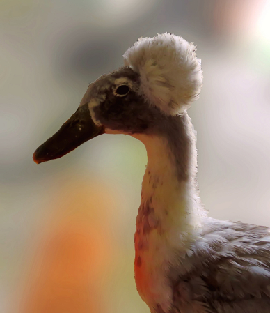 Goose Portrait