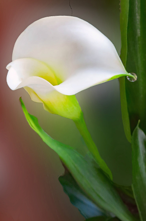 One More White Calla Lily