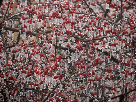 Ice Storm Leavings