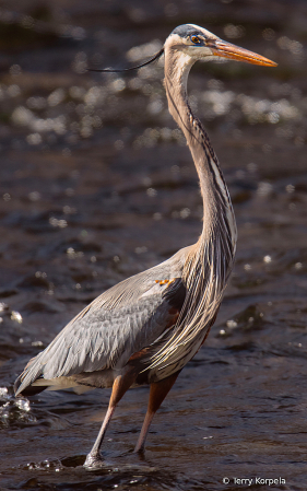 Great Blue Heron on the Watauga River