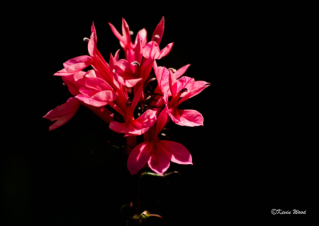 Flower in the dark.