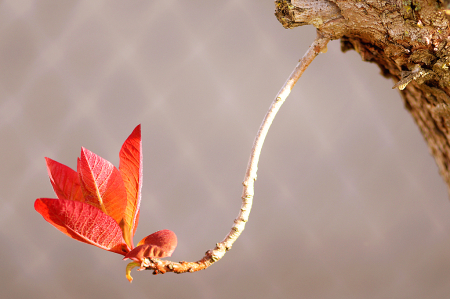 Lonely Leaves