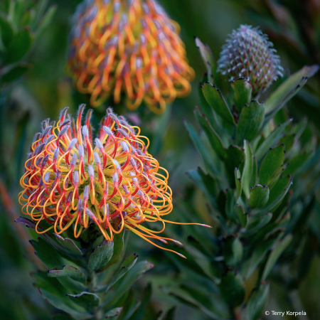 Santa Cruz Botanical Gardencal