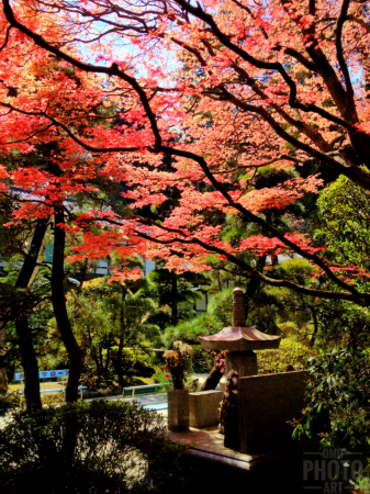 ~ ~ SERENITY IN THE SHRINE ~ ~ 