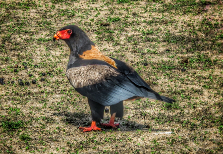 ~ ~ RED FACE AFRICAN EAGLE ~ ~ 