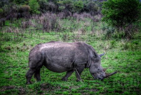 ~ ~ LONE RHINOCEROS ~ ~ 