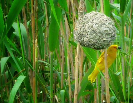 ~ ~ WEAVER BIRD AND NEST ~ ~ 