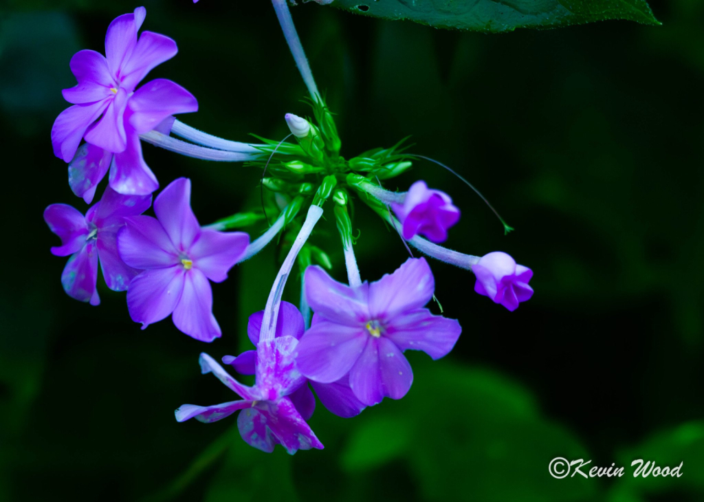 Primula sieboldii flower