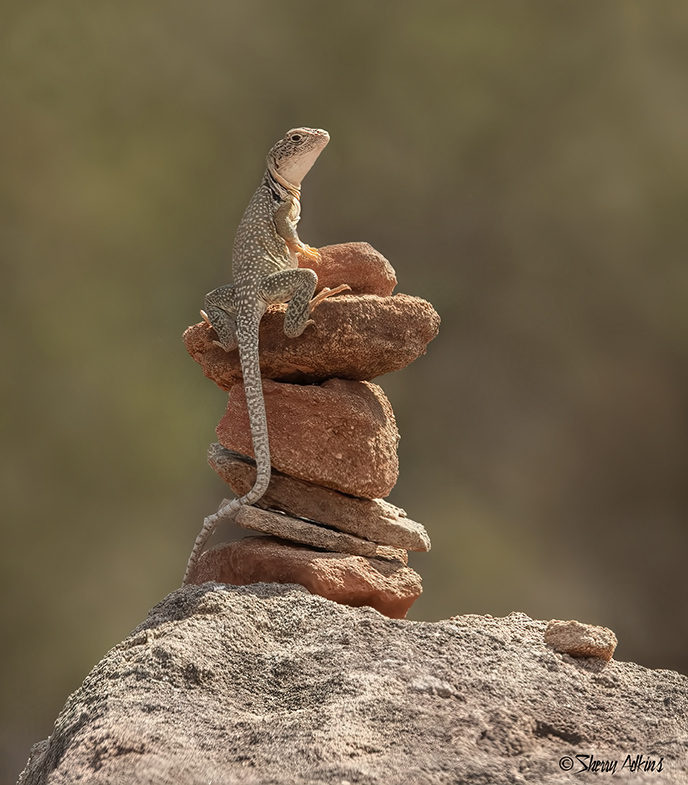 Collared Lizard 4