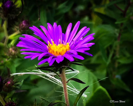 Aster