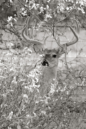 branches to rub the velvet.....