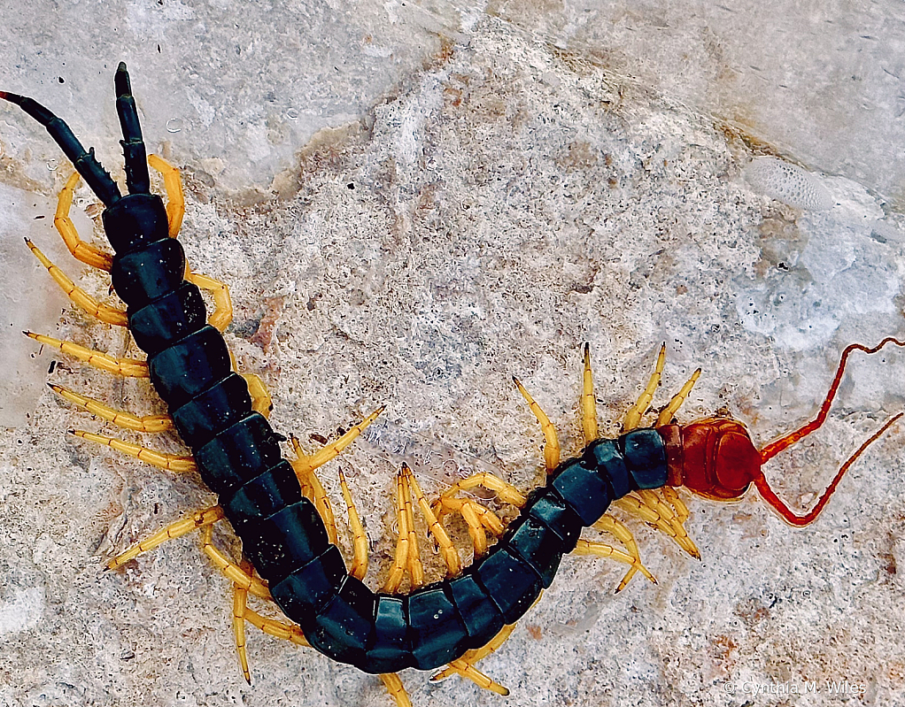 Centipede 