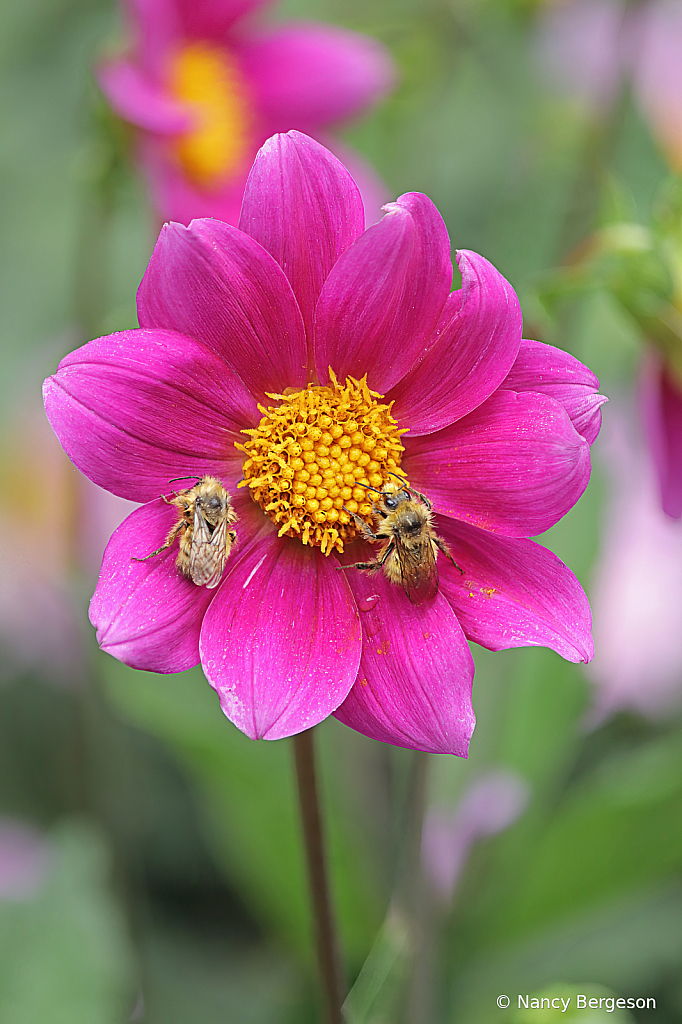 Sleeping Bees