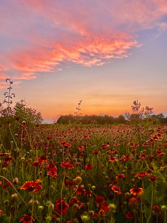 Sitting in the wildflowers at sunset