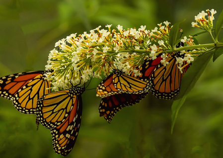 Four Monarchs