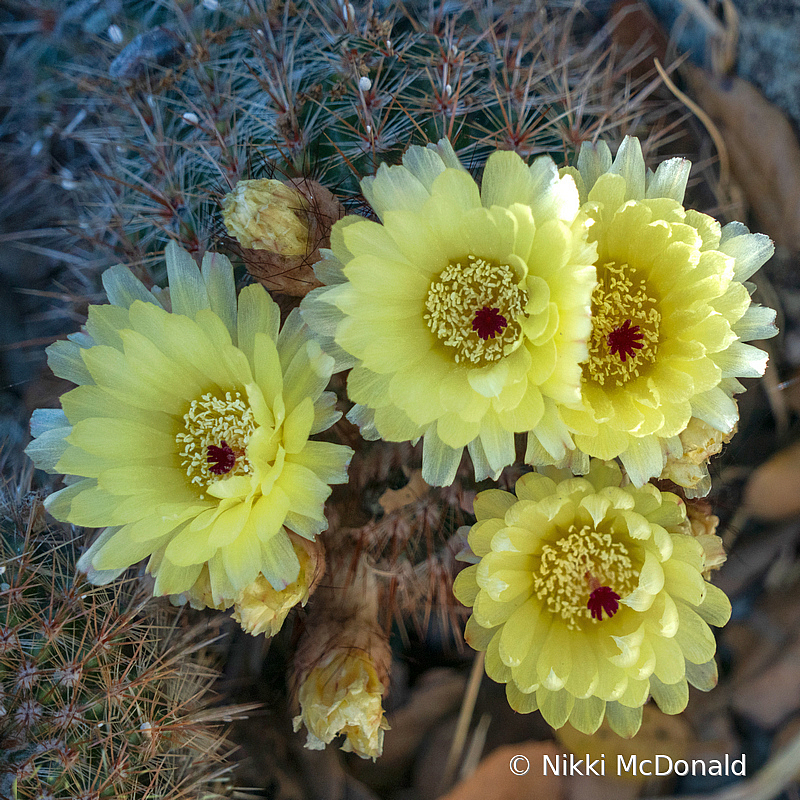 Cactus Flowers