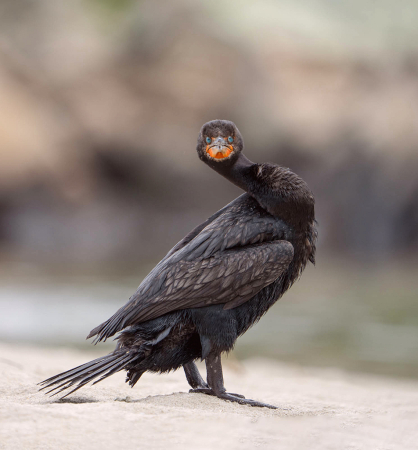 Cormorant Stare